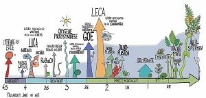 ´Von der Entstehung der Erde vor 4,5 Milliarden bis zum Menschen. Die Ausstellung „Grün, Steine, Erde – Unsere Welt im Wandel“ nimmt die Besucherinnen und Besucher mit auf eine Reise durch die Evolution des Lebens auf unserem Planeten.  HHU / Mona Schreiber