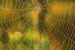 Zwischen Mitte September und Anfang Oktober stellt sich bei uns immer mal wieder eine Wetterlage ein, die letzte sonnige und warme Tage bringt: der Altweibersommer. Quelle: WetterOnline