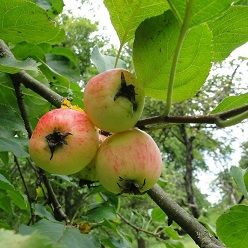 Der Hohenheimer Rieslingapfel kehrt zurück an die Universität Hohenheim.  Lucas Pacholet