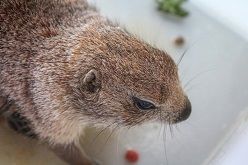 Da ist der Ausreißer. Der Besitzer soll sich beim Bochumer Tierpark melden.