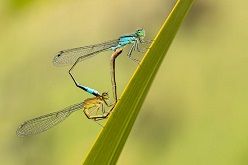 Le coeur d’amour – Sommer  Fotograf: Uwe Wuller