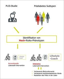 Menschen mit Hochrisiko-Prädiabetes profitieren von einer intensiven Lebensstilintervention - mehr Bewegung verbessert den Blutzucker und die kardiometabolischen Werte und verringert den Leberfettgehalt.  DZD