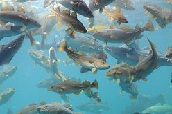 Der Kabeljau-Bestand wird sich den Berechnungen zufolge verringern.  Foto: David Young via Fotolia