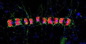 Eine Kieselalge synthetisiert komplizierte Mehrfachzucker (grün), welche von Bakterien abgebaut werden.  S. Vidal-Melgosa