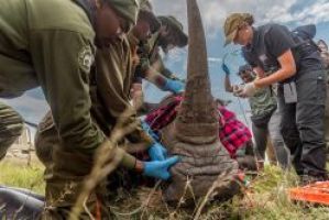 BioRescue erzeugt drei neue Nördliche Breitmaulnashorn Embryonen und startet Embryotransfers in südliche Leihmütter