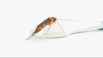 Typische Schädlinge in Bochum Symbolbild