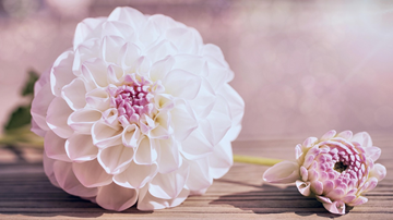 Selbstgezogene Dahlien im Brautstrauss Symbolbild pixabay