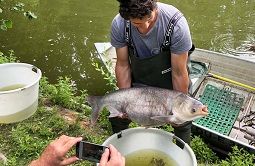 Chinesischer Marmorkarpfen Fischzählung Gondelteich