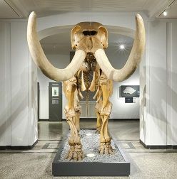 Peale’s Mastodon, Mammut americanum, 1801  Wolfgang Fuhrmannek, HLMD  Hessisches Landesmuseum Darmstadt