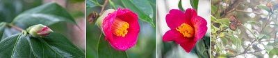 Die Japanische Kamelie (Camellia japonica) blüht im Januar. Rechts sind Fruchtstände aus dem Vorjahr zu sehen. HHU / Arne Claussen