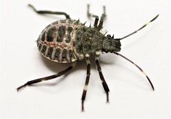 Die Marmorierte Baumwanze Halyomorpha halys wurde über das Portal bereits an zwei Stellen in Hamburg gemeldet.  Dr. Martin Husemann  LIB Hamburg, M. Husemann