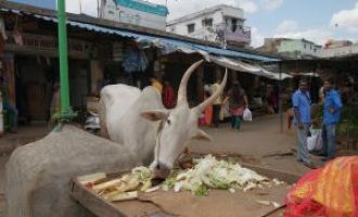 Wie man aus Abfall Milch macht | DFG-Projekt untersucht Kreislaufwirtschaft zu Tierfutter in Indien