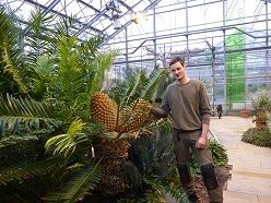 Gärtner Tobias Rönsch (fast zwei Meter groß!) ist unter anderem für das Südafrikahaus im Botanischen Garten zuständig. Er steht hier neben einem weiblichen Brotpalmenfarn, der 2022 drei 50 Zentimeter große Zapfen ausgebildet hat.  HHU / Sabine Etges