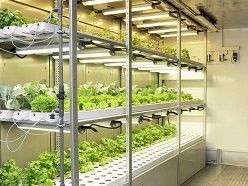 Lebensmittelproduktion: In einer vertikalen Kultivierung werden unterschiedliche in SUSKULT produzierten Flüssigdünger untersucht.  Fraunhofer UMSICHT