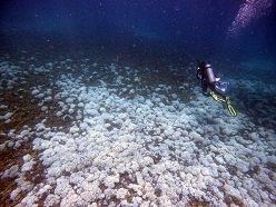 Vollständig gebleichtes Riff vor Isla Iguana in Panama  Juan Maté