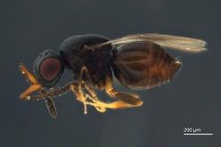 Die Wespe Aphanogmus kretschmanni.  Marina Moser  SMNS