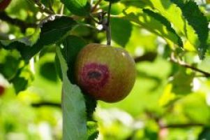 Sonnenschutz für Obst - ATB aus Potsdam entwickelt Frühwarnsystem