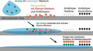 IFNANO-Schnelltest zum Protein Interleukin 8  IFNANO e.V.
