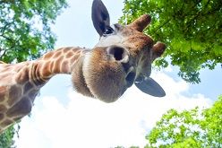 Giraffenbulle Zikomo  Foto  Marcel Stawinoga