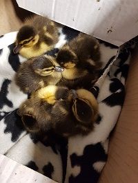 In einem Karton haben die Retter die Küken auf die Wache gebracht.