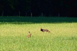 Fuchs und Hase  Brigitte Peters