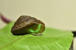 Die leuchtende Landschnecke Phuphania crossei, die in Thailand beheimatet ist, wurde zum „Internationalen Weichtier des Jahres 2024“ gewählt.  Yuichi Oba