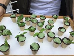 Eis aus Spirulina-Algen für die Gäste der Saaleexpedition an Bord des Bürgerforschungsschiffes Make Science Halle  © science2public