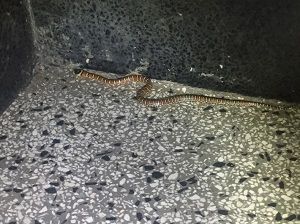 Dreiecksnatter (Lampropeltis triangulum)