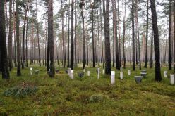 Eine sogenannte Level II-Monitoring-Fläche für ICP Forests, die das Thünen-Institut in der Schorfheide eingerichtet hat. Thünen-Institut/Tanja Sanders